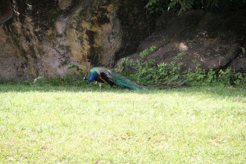 slideshow